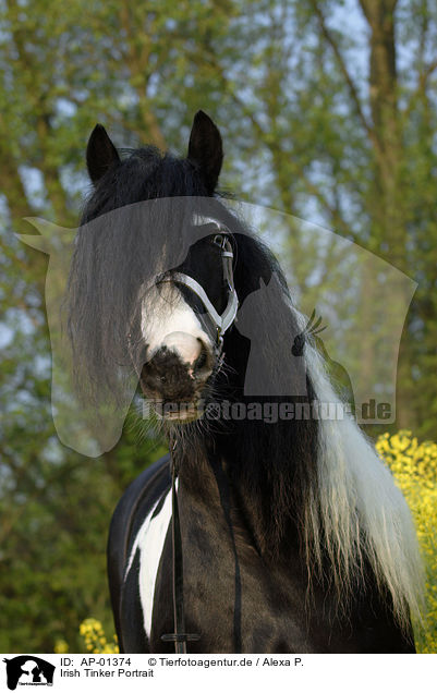 Irish Tinker Portrait / AP-01374