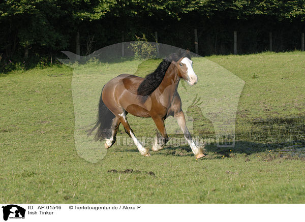 Irish Tinker / AP-01546