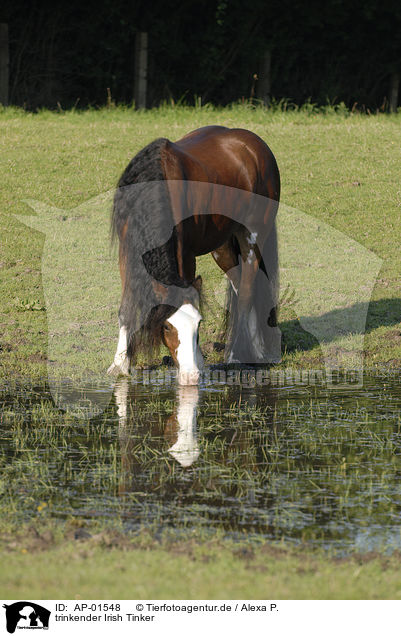 trinkender Irish Tinker / AP-01548