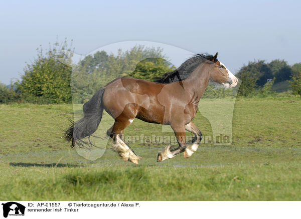 rennender Irish Tinker / AP-01557