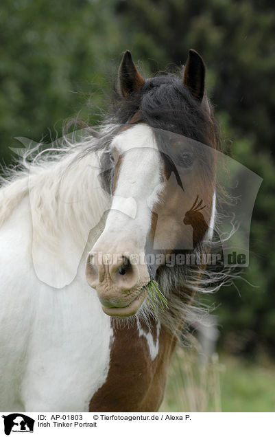 Irish Tinker Portrait / Irish Tinker Portrait / AP-01803