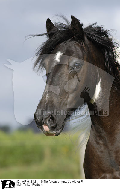 Irish Tinker Portrait / Irish Tinker Portrait / AP-01812