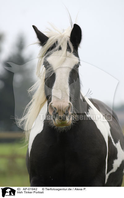 Irish Tinker Portrait / Irish Tinker Portrait / AP-01942
