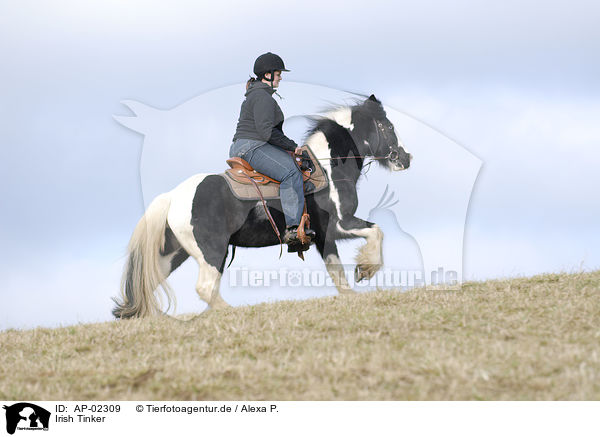 Irish Tinker / Irish Tinker / AP-02309