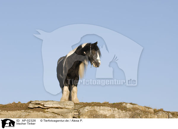 Irischer Tinker / Irish Tinker / AP-02326