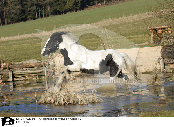 Irish Tinker / Irish Tinker / AP-02356