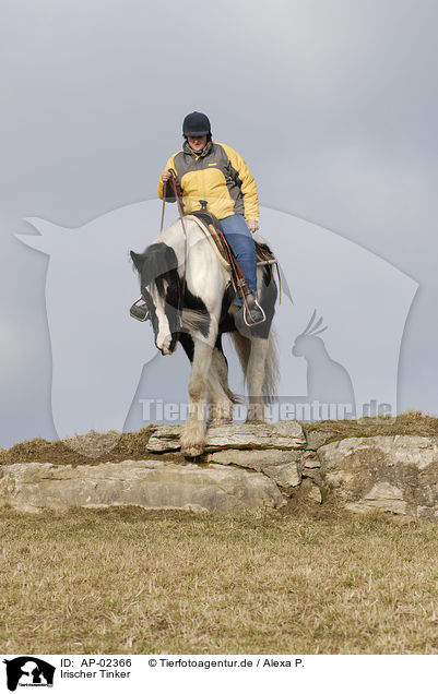 Irischer Tinker / Irish Tinker / AP-02366
