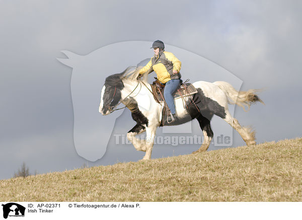 Irish Tinker / Irish Tinker / AP-02371
