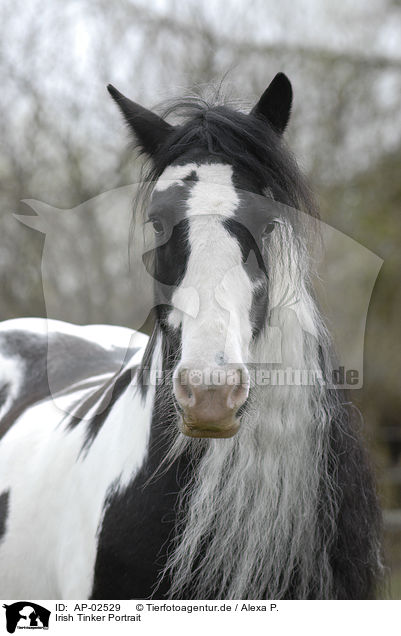 Irish Tinker Portrait / Irish Tinker Portrait / AP-02529