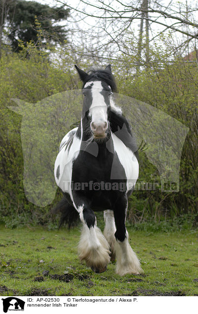 rennender Irish Tinker / AP-02530