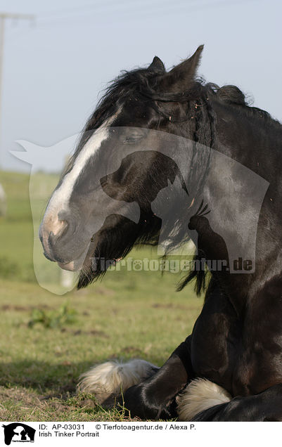 Irish Tinker Portrait / Irish Tinker Portrait / AP-03031