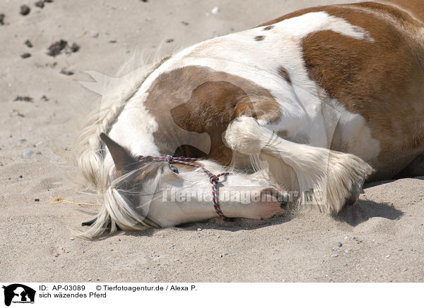 sich wzendes Pferd / wallowing horse / AP-03089