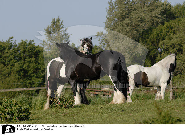 Irish Tinker auf der Weide / Irish Tinker on meadow / AP-03208