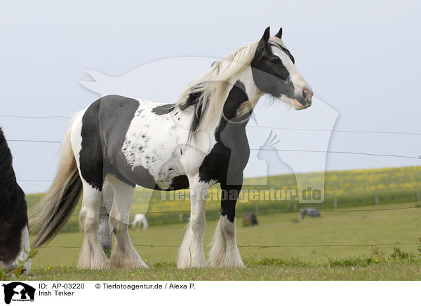 Irish Tinker / Irish Tinker / AP-03220