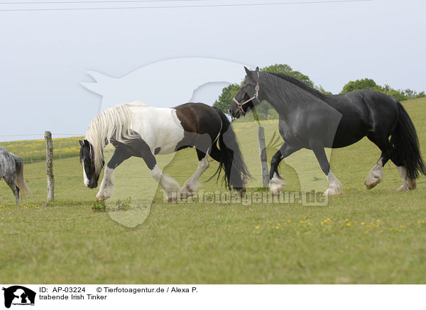 trabende Irish Tinker / trotting Irish Tinker / AP-03224
