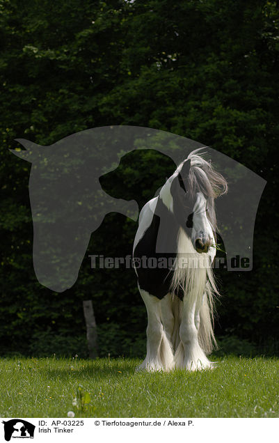 Irish Tinker / Irish Tinker / AP-03225