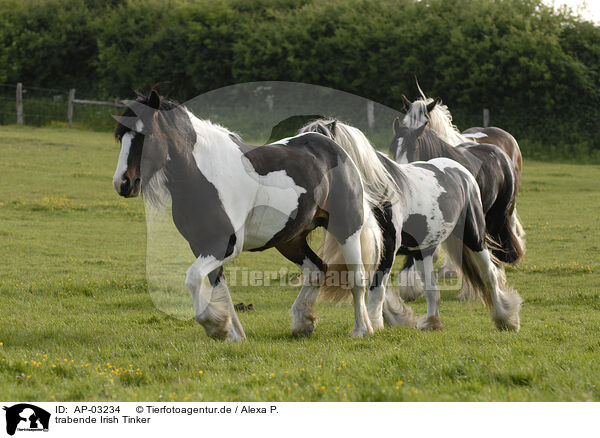 trabende Irish Tinker / trotting Irish Tinker / AP-03234