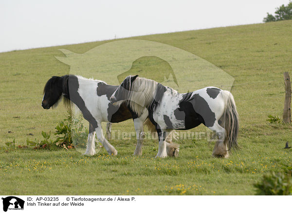 Irish Tinker auf der Weide / Irish Tinker on meadow / AP-03235