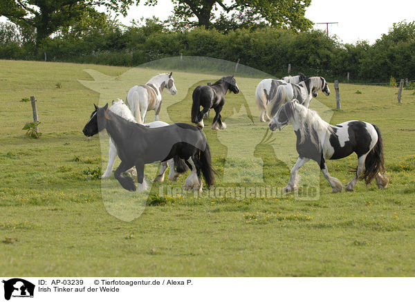 Irish Tinker auf der Weide / Irish Tinker on meadow / AP-03239