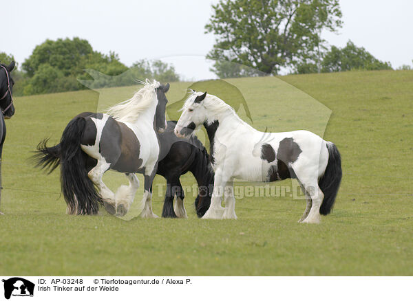 Irish Tinker auf der Weide / Irish Tinker on meadow / AP-03248