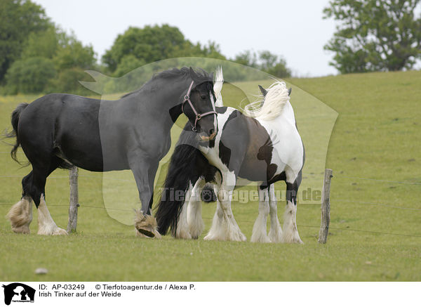 Irish Tinker auf der Weide / Irish Tinker on meadow / AP-03249