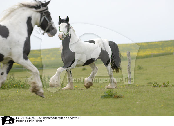 trabende Irish Tinker / trotting Irish Tinker / AP-03250