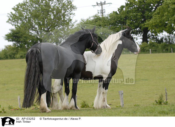 Irish Tinker / Irish Tinker / AP-03252
