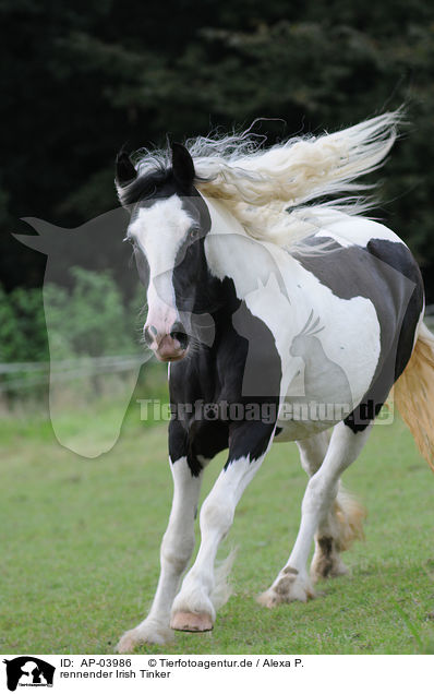 rennender Irish Tinker / running Irish Tinker / AP-03986