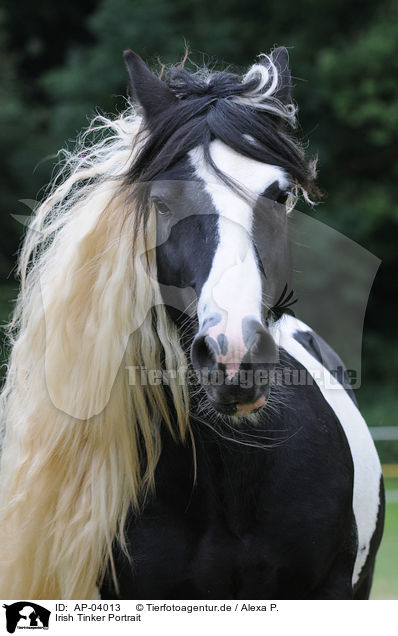 Irish Tinker Portrait / Irish Tinker Portrait / AP-04013