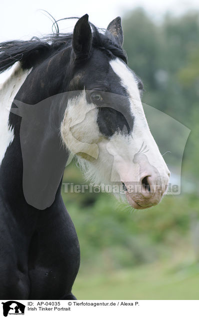 Irish Tinker Portrait / Irish Tinker Portrait / AP-04035