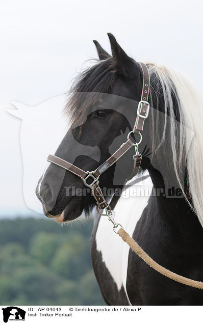 Irish Tinker Portrait / Irish Tinker Portrait / AP-04043