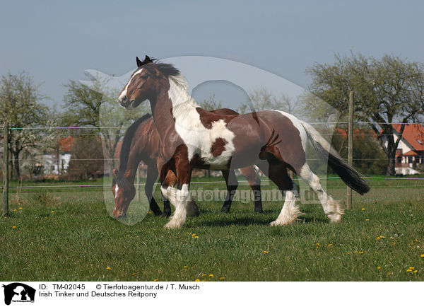 Irish Tinker und Deutsches Reitpony / Irish Tinker and pony / TM-02045