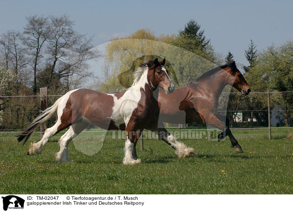 galoppierender Irish Tinker und Deutsches Reitpony / galloping Irish Tinker and pony / TM-02047