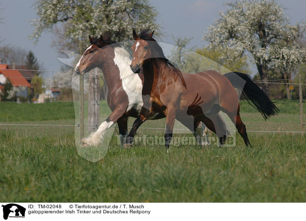 galoppierender Irish Tinker und Deutsches Reitpony / galloping Irish Tinker and pony / TM-02048
