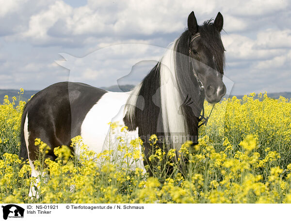 Irish Tinker / Irish Tinker / NS-01921