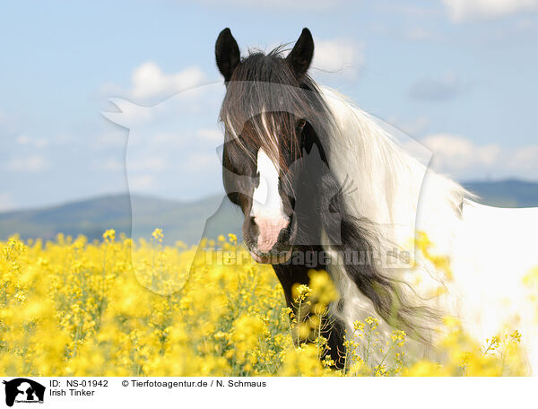 Irish Tinker / Irish Tinker / NS-01942
