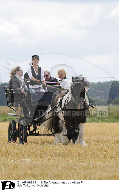 Irish Tinker vor Kutsche / Irish Tinker / AP-06341
