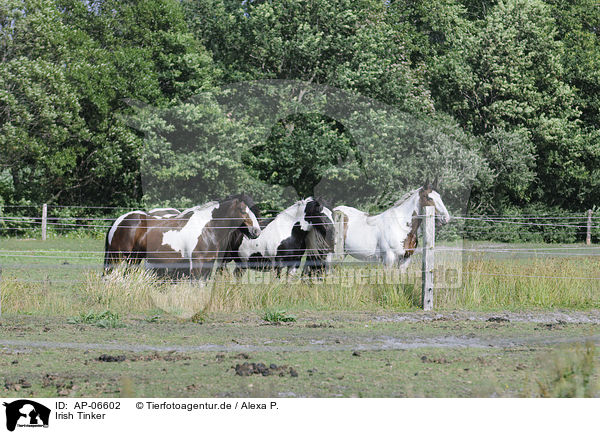 Irish Tinker / Irish Tinker / AP-06602