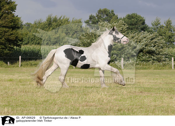 galoppierender Irish Tinker / galloping Irish Tinker / AP-06629