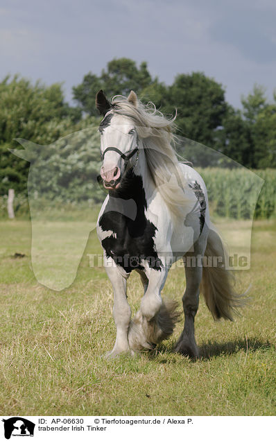 trabender Irish Tinker / trotting Irish Tinker / AP-06630