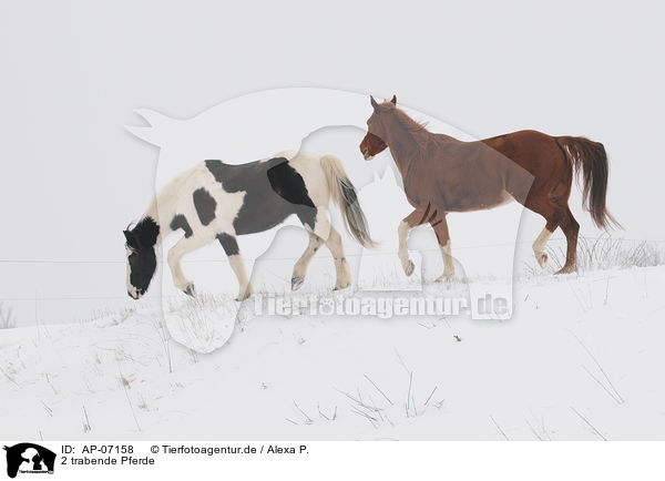 2 trabende Pferde / 2 trotting horses / AP-07158