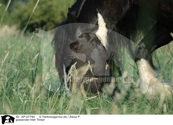 grasender Irish Tinker / grazing Irish Tinker / AP-07790