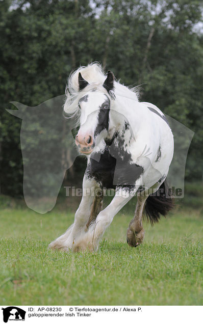 galoppierender Irish Tinker / galloping Irish Tinker / AP-08230