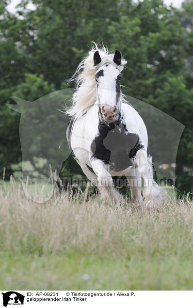 galoppierender Irish Tinker / galloping Irish Tinker / AP-08231