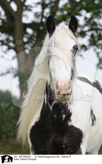Irish Tinker Portrait / Gypsy Horse Portrait / AP-08234