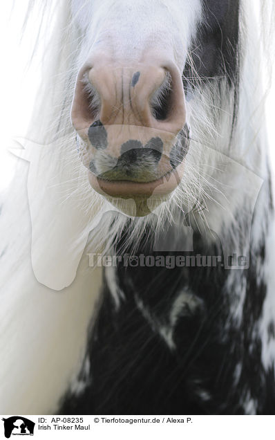 Irish Tinker Maul / Irish Tinker mouth / AP-08235