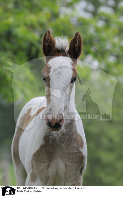 Irish Tinker Fohlen / Irish Tinker foal / AP-08242