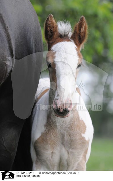 Irish Tinker Fohlen / Irish Tinker foal / AP-08243