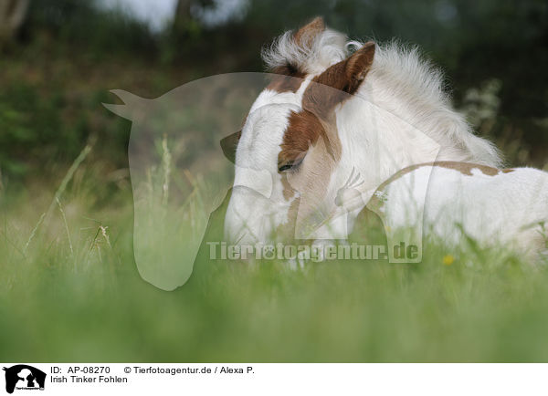 Irish Tinker Fohlen / Irish Tinker foal / AP-08270