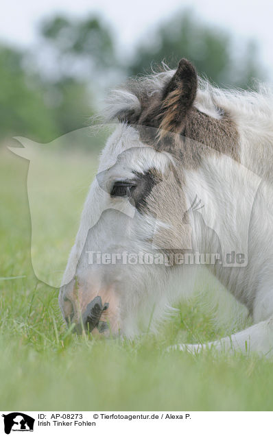 Irish Tinker Fohlen / Irish Tinker foal / AP-08273